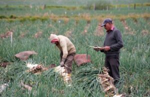 Agro colombiano genera 4,8 millones de empleos y marca la tasa más baja de desocupación en seis años para un mes de enero