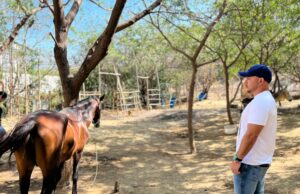 Equinos rescatados por el Distrito, listos para ser adoptados por familias que les brinden amor