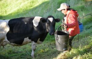 En el Día Mundial de la Leche, la Agencia de Desarrollo Rural reafirma su compromiso con el sector lácteo
