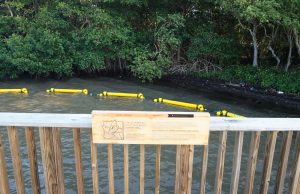 Alcaldía de Barranquilla implementa retenedores flotantes para proteger el manglar de la ciénaga de Mallorquín