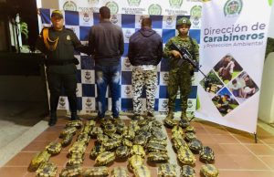 Golpe al tráfico ilegal de fauna silvestre en Magangué: 2 capturados y 55 hicoteas rescatadas