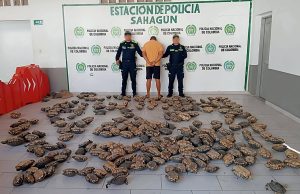 Policía rescata 243 hicoteas en sahagún y evita tráfico ilegal en semana santa