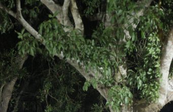 La tierra del Reinado Intermunicipal está con Gustavo De La Rosa a la Cámara y Laura Fortich al Senado.