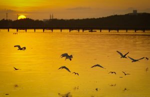 Alcaldía de Barranquilla impulsa la educación ambiental: jornada de avistamiento de aves