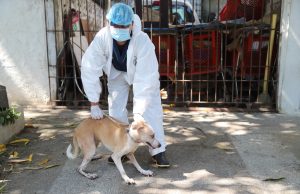 Rescate masivo de animales en Barranquilla evidencia graves condiciones de maltrato
