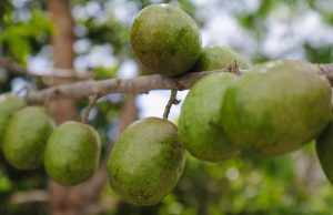 Campeche celebra el festival más dulce del Atlántico