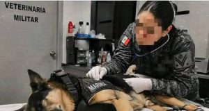 héroe de cuatro patas que deja una huella de esperanza en Venezuela