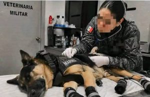héroe de cuatro patas que deja una huella de esperanza en Venezuela