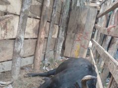 Muerte de un toro durante corralejas en Magangué reaviva el debate sobre el bienestar animal