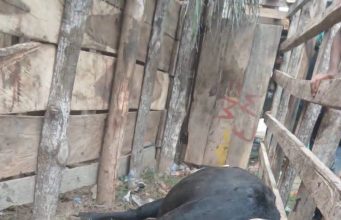 Muerte de un toro durante corralejas en Magangué reaviva el debate sobre el bienestar animal