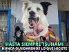 Tsunami: el héroe de cuatro patas que deja una huella imborrable