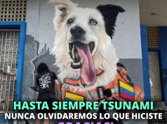 Tsunami: el héroe de cuatro patas que deja una huella imborrable