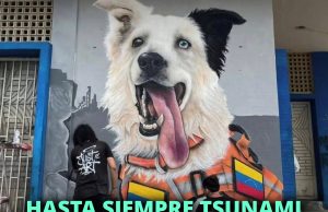 Tsunami: el héroe de cuatro patas que deja una huella imborrable
