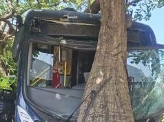 Bus de Transmetro terminó contra un árbol tras aparente falla mecánica; no hubo personas lesionadas