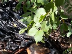 Autoridades investigan hallazgo de un cuerpo sin identificar en zona de Sabanilla, Puerto Colombia